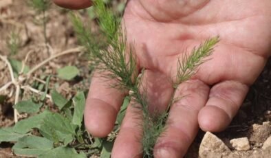 Türkiye’de değeri bilinmiyor, Çinliler çok seviyor: Tıkalı bağırsakları açan, folik asit deposu mucize sebze